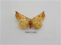 藏品(尺蛾263)的圖片